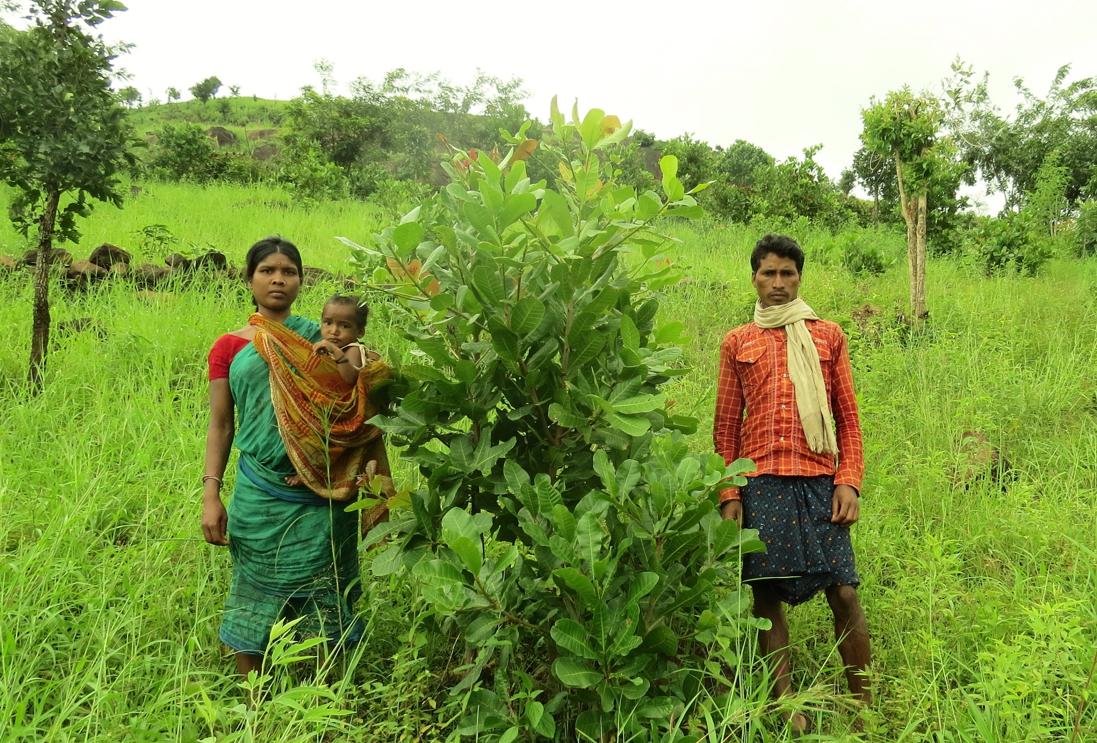 Kuntala Majhi with her child and husband in their family farm, mixed-cropping of millets and pulses with orchard spices, Pic: Abhijit Mohanty